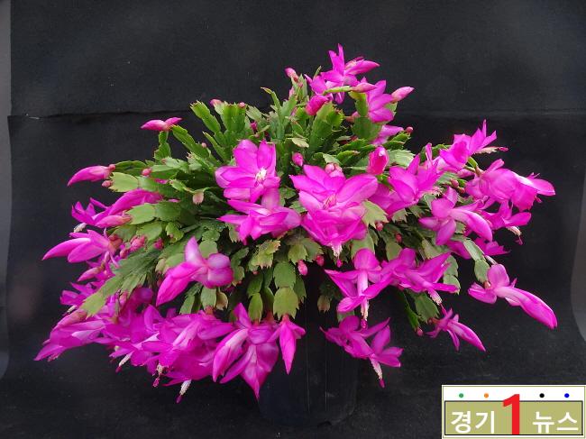 경기도 농기, 게발선인장_캉캉드레스.JPG